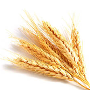 Efficiency of Multi N on Wheat crop