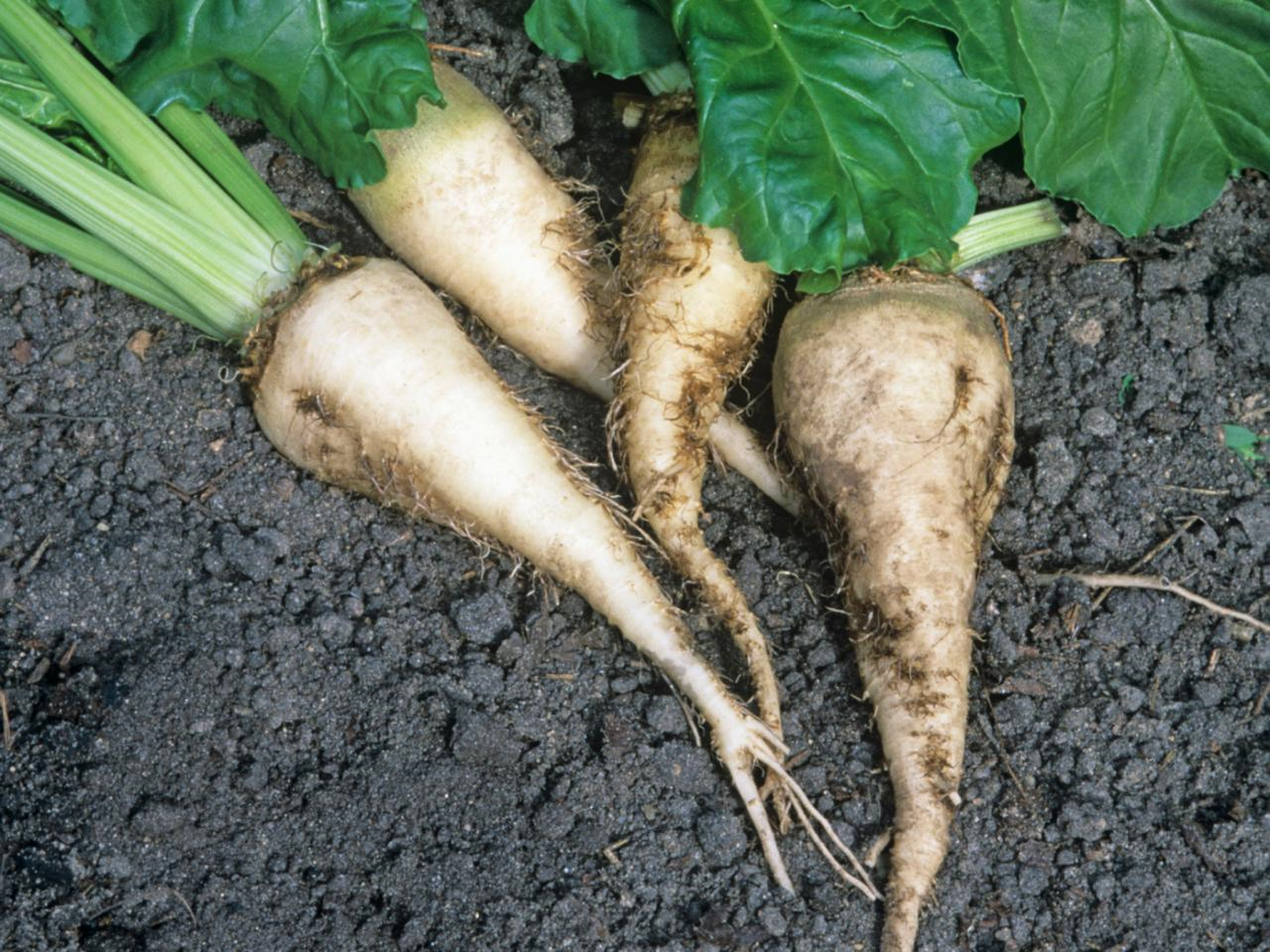 Кормовые корнеплоды. Root crops. Свекла кормовая эккендорфская желтая. Кормовая свекла брюква. Корнеплоды сахарной свеклы.