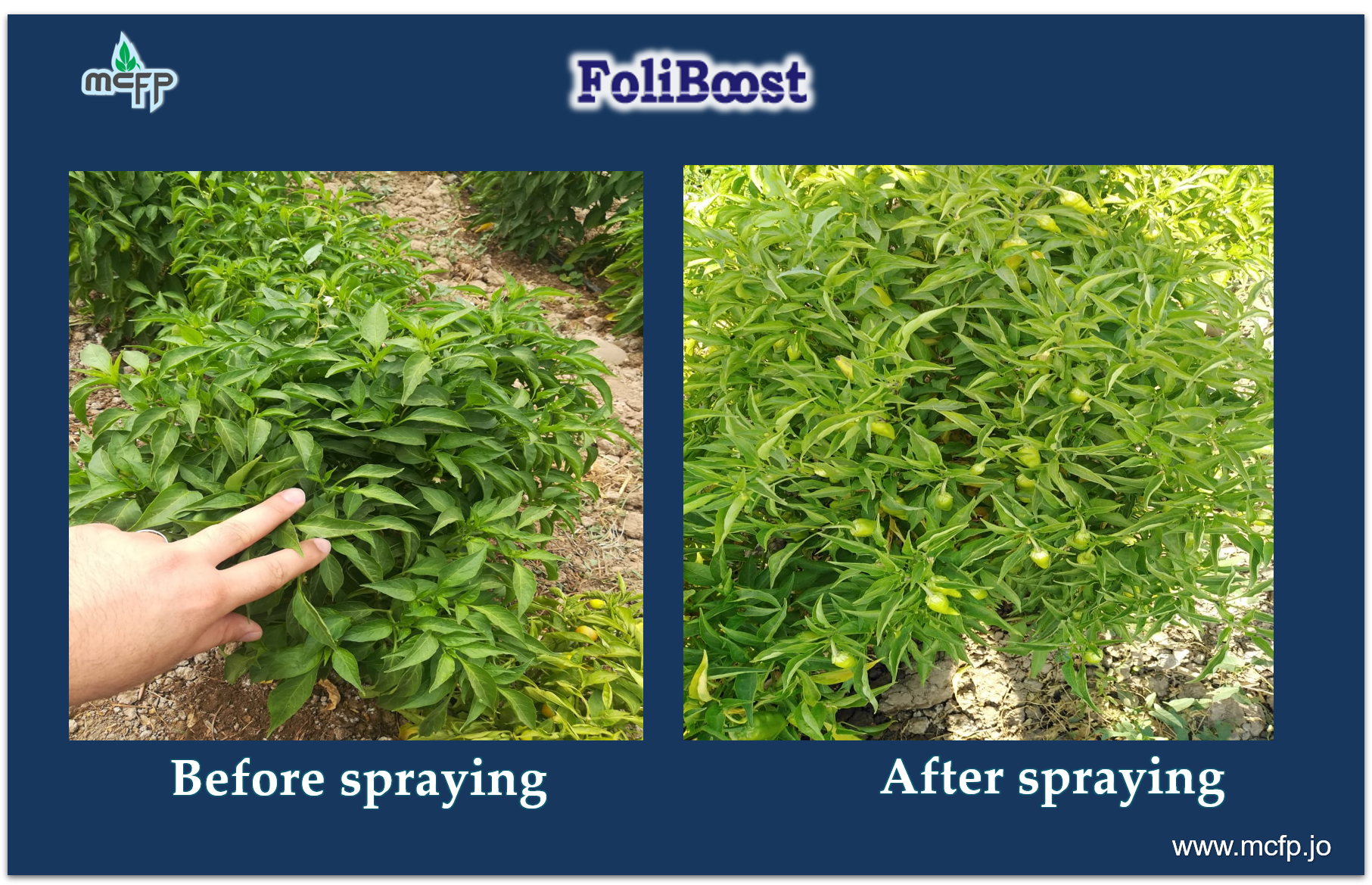 Observations of FoliBoost on pepper crop.