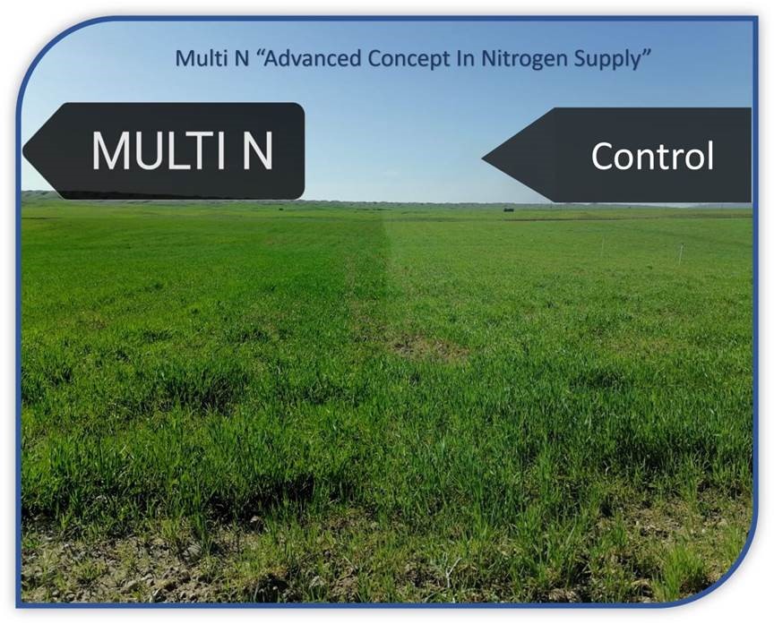 Efficiency of Multi N on Wheat crop